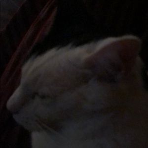 Meet your Posher, Neta